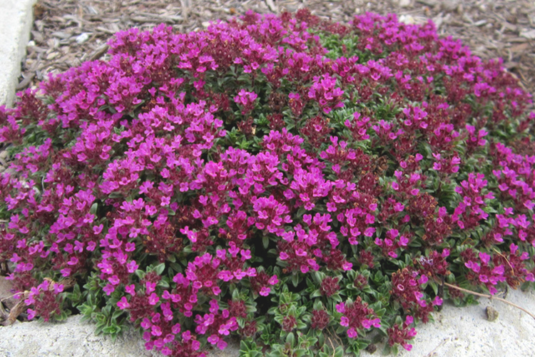 Тимьян ранний 'Creeping red' (С1.5)