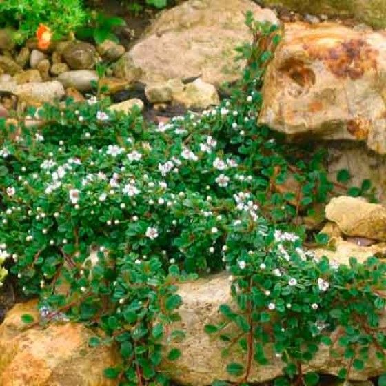 Кизильник Даммера Айхгольц