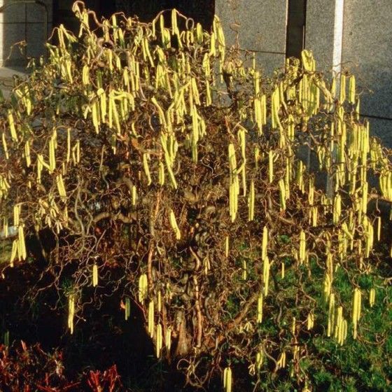 Лещина извилистая Конторта