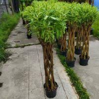 Ива козья "Kилмарнок" Гз 120