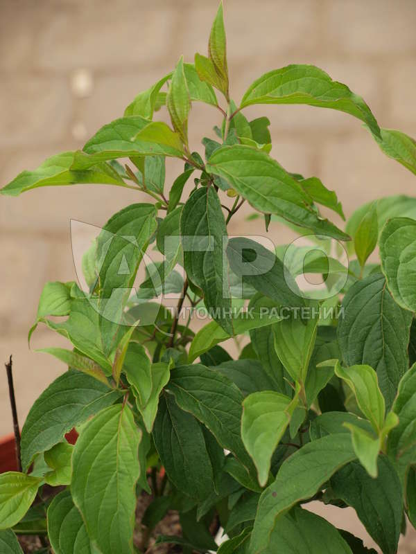 Дерен отпрысковый 'Kelseyi' (С3, 020-040)