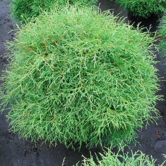 Туя Боулинг Болл