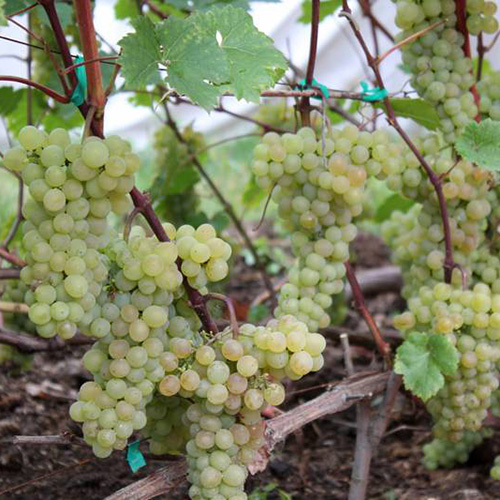 Виноград Кристалл