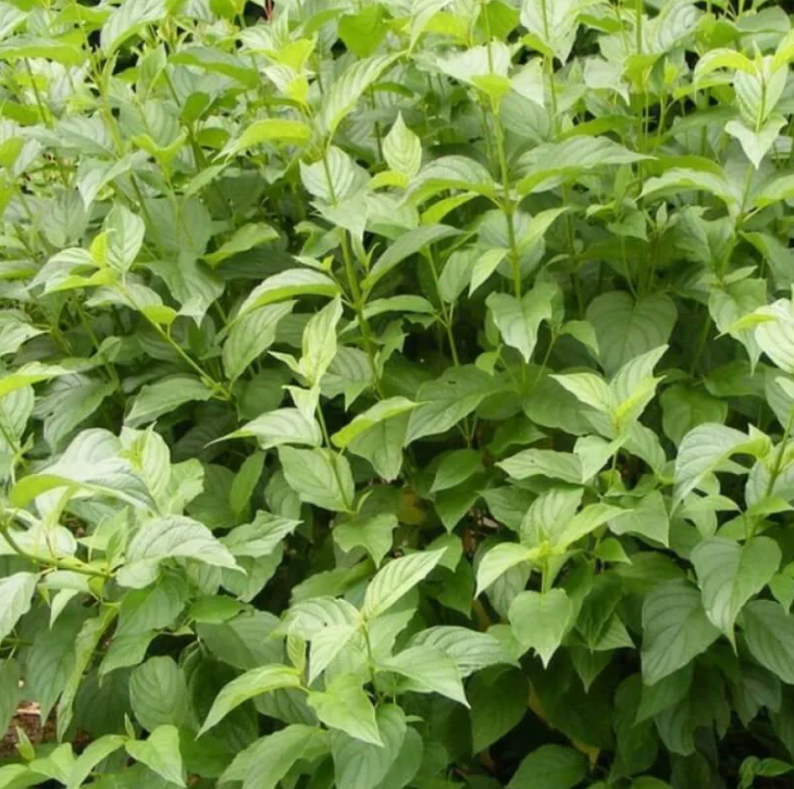 Дерен Флавирамея