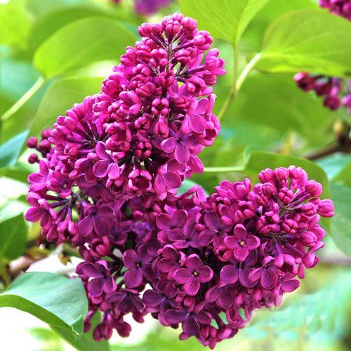 Сирень обыкновенная "Знамя Ленина"