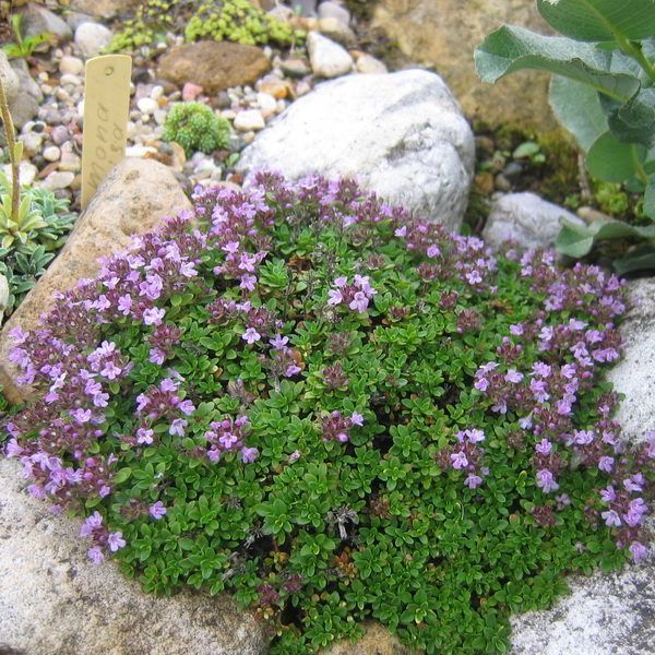 Тимьян ползучий (С1.5)