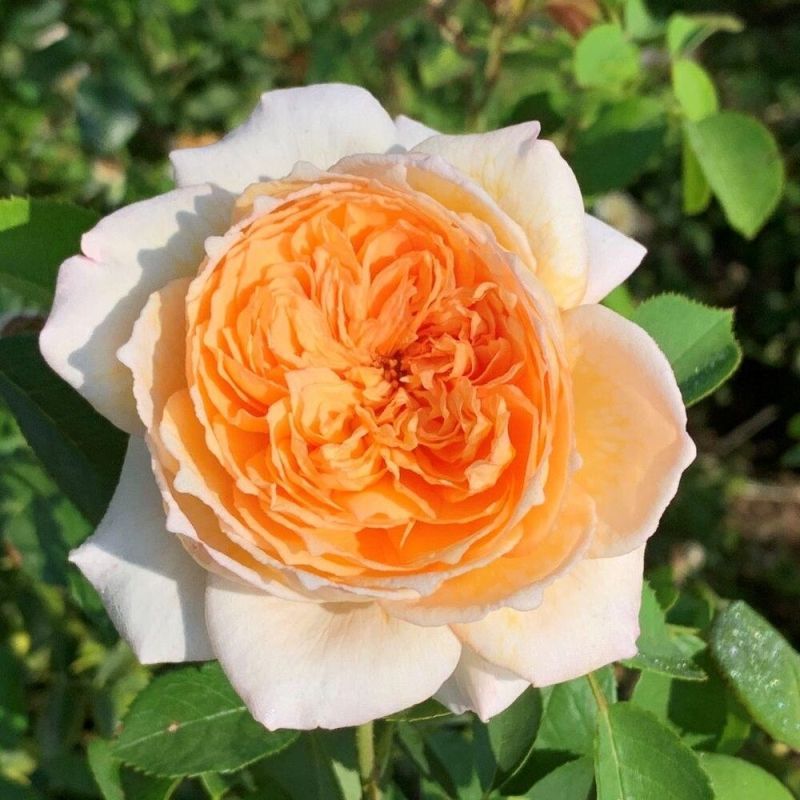 Роза Плетистая Батшеба, Абрикосово-желтая (С3-С4)