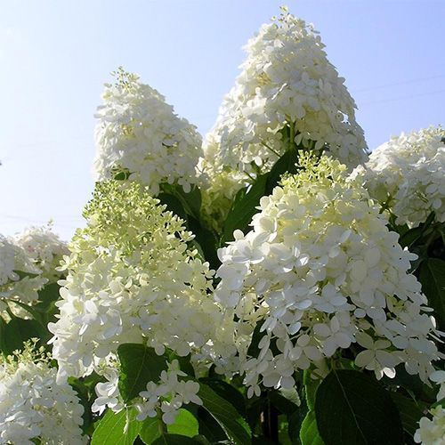 Гортензия метельчатая "Dolly" (Долли)