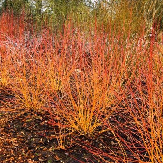 Дерен кроваво-красный "Midwinter Fire"