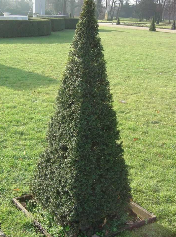 Топиар туя западная Смарагд в форме пирамиды