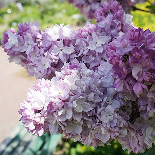 Сирень обыкновенная "Katherine Havemeyer" (Катерина Хавемейер)