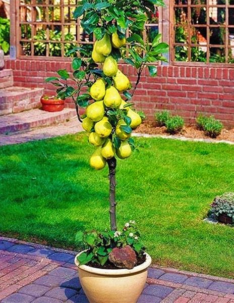 Груша Сапфира