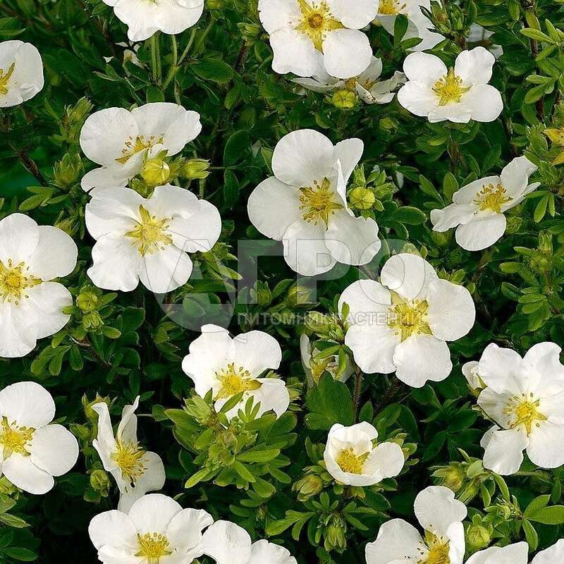Лапчатка кустарниковая 'Abbotswood' (С3, 040-060)