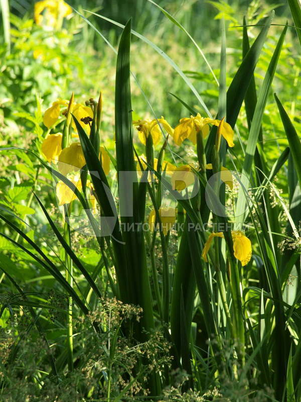 Ирис аировидный (С2-С3)