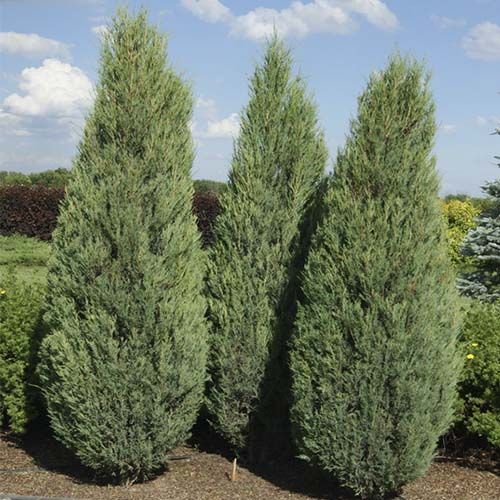 Можжевельник скальный "Хиберника"