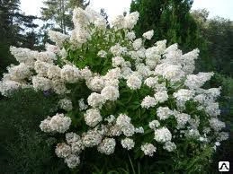 Гортензия метельчатая 'Grandiflora' (С7-10, 060-080)