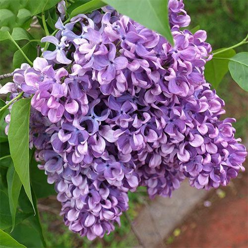 Сирень обыкновенная "Капитан Гастелло"