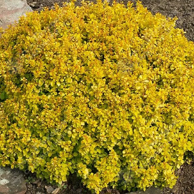 Барбарис РБ Тунберга "Тинити Голд" 24