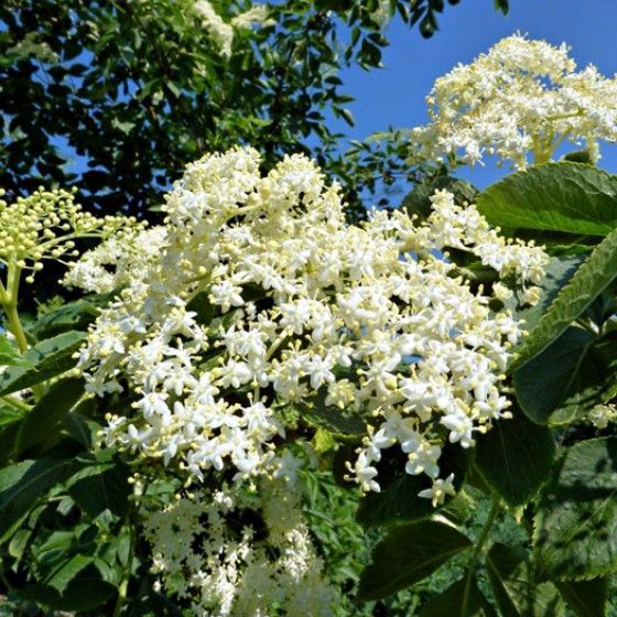 Бузина черная