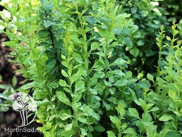 Барбарис Тунберга Поувов С2 20-30см