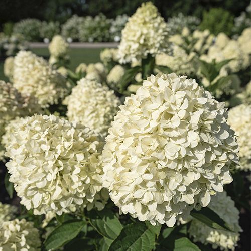 Гортензия метельчатая "Cotton Cream" (Коттон Крим)