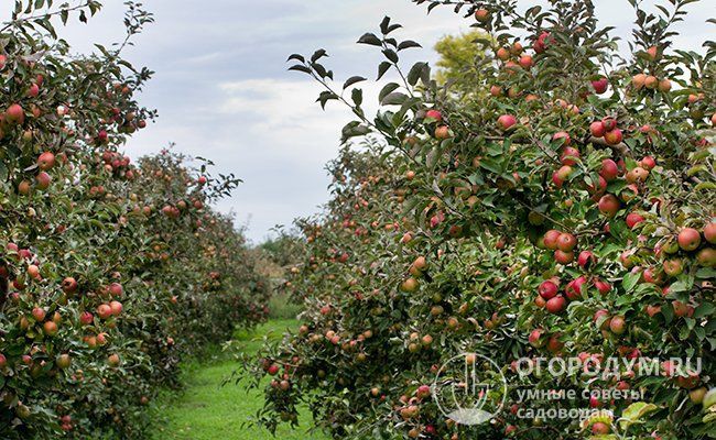 Яблоня Айдаред
