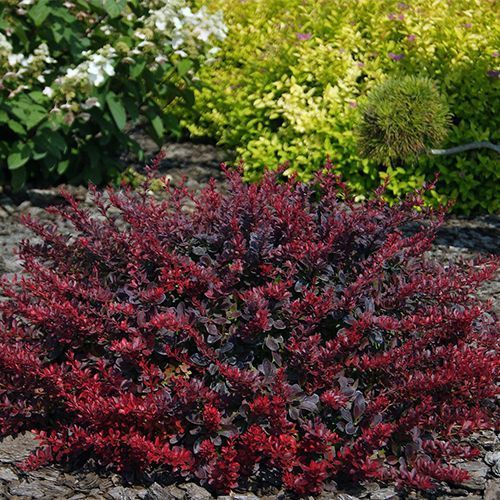 Барбарис Тунберга "Atropurpurea Nana" (Атропурпуреа Нана)