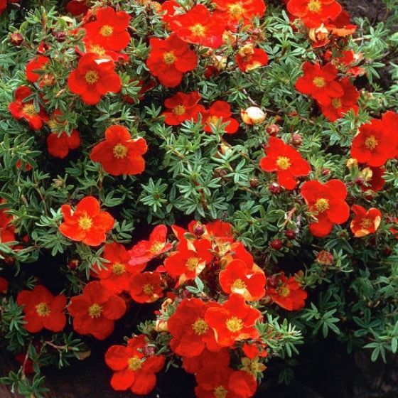 Лапчатка кустарниковая "Ред Айс" (Potentilla fruticosa "Red Ace")