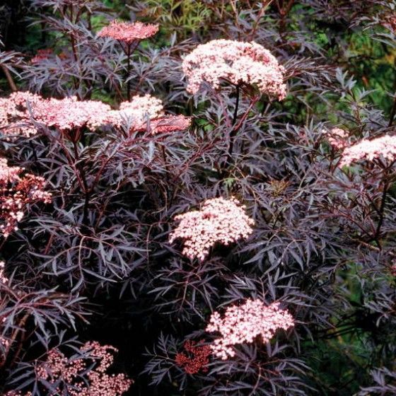 Бузина черная Блэк Тауэр