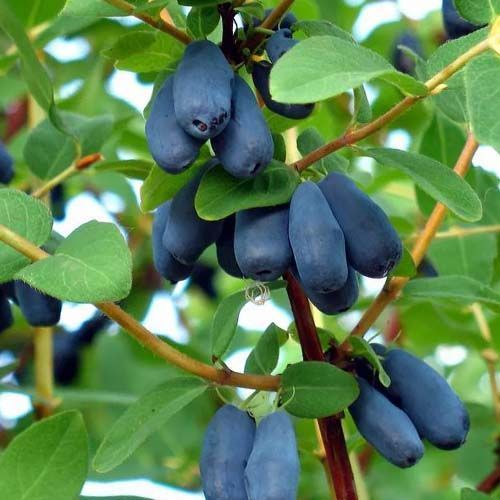 Жимолость Амфора