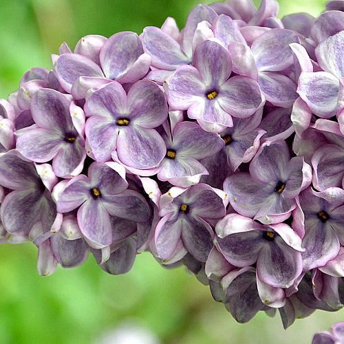 Сирень обыкновенная "Glory" (Глори)