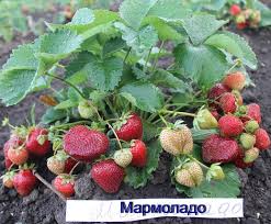 Земляника Мармелада