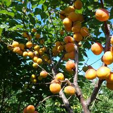 Абрикос Лель