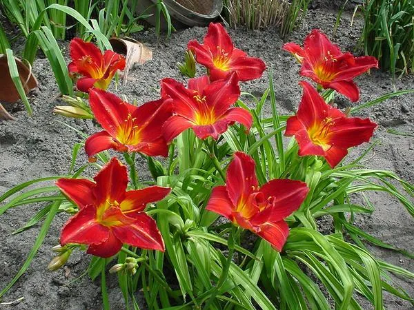 Лилейник 'Amadeus' (С2-С3)