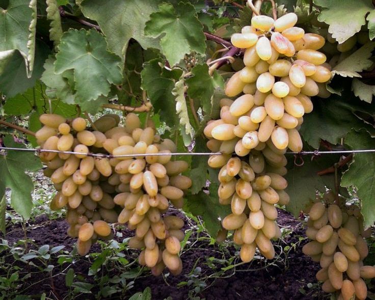 Виноград Тимур