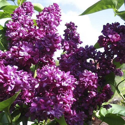 Сирень обыкновенная "Mrs.Edward Harding" (Миссис Эдвард Хардинг)