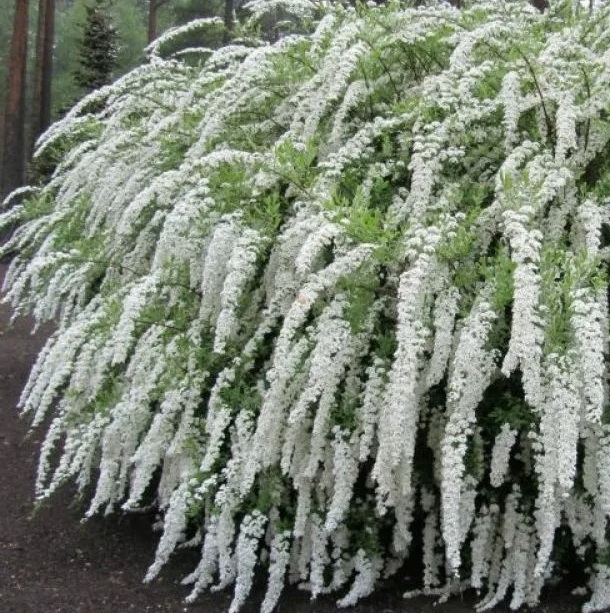 Спирея Грефшейм