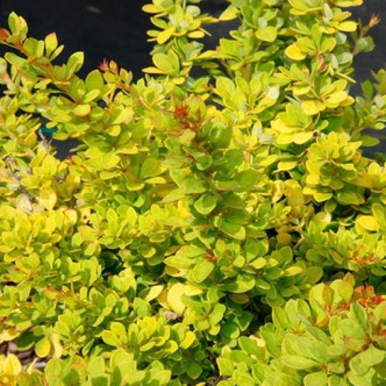 Барбарис Cенсация