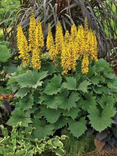 Бузульник гибридный 'The Rocket' (С2-С3)