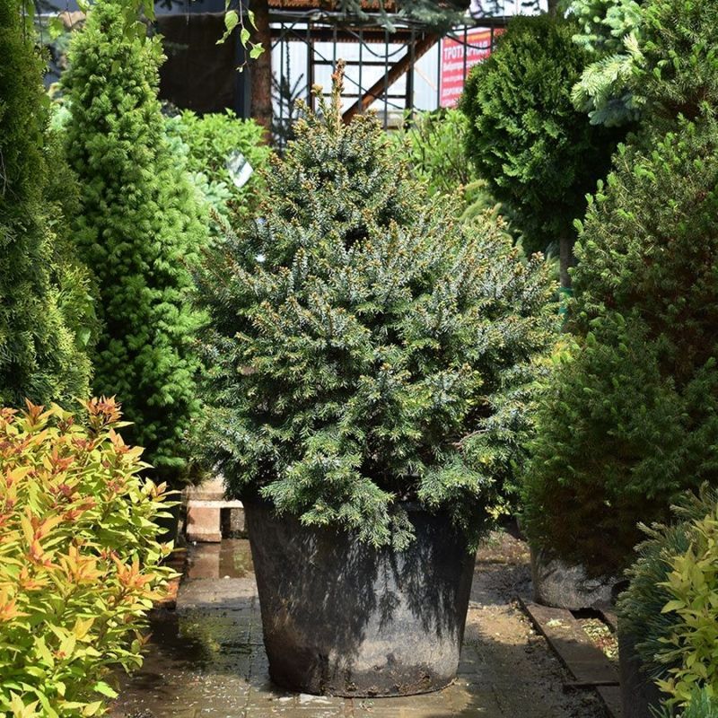 Ель сербская Нана