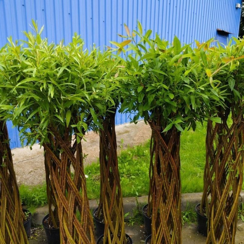 Датские корни (Original 100 см)