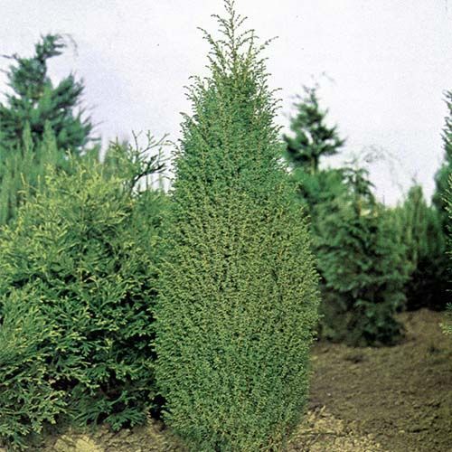 Можжевельник обыкновенный "Хиберника"