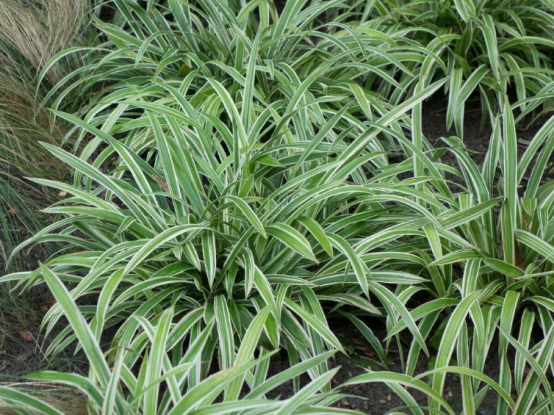 Осока ржавопятнистая (С2-С3)