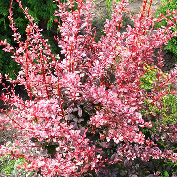 Барбарис Тунберга 'Rosetta' (С3, 040-060)