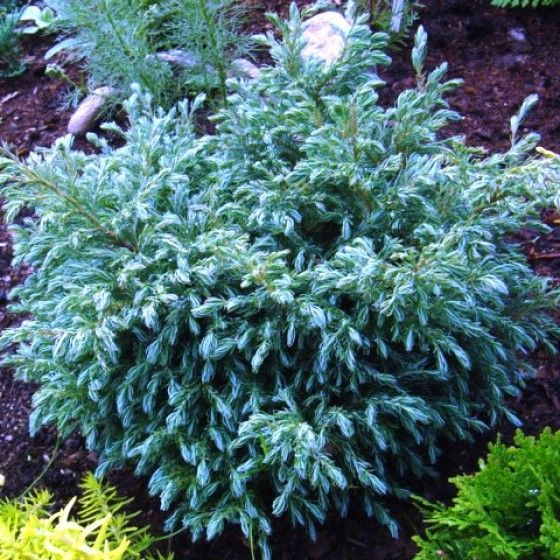 Кипарисовик горохоплодный Булевард