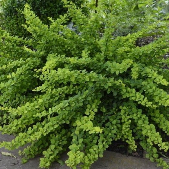 Барбарис Грин Карпет