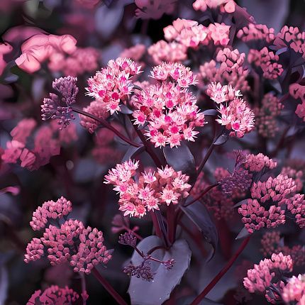 Очиток телефиум 'Purple Emperor' (С1,5)