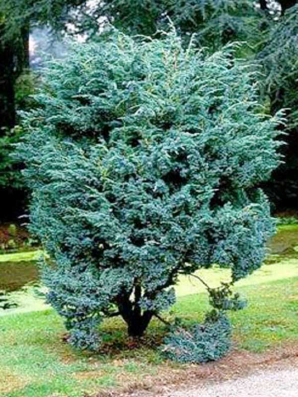 Можжевельник чешуйчатый Meyeri'. . . 40-60. . С10. . .