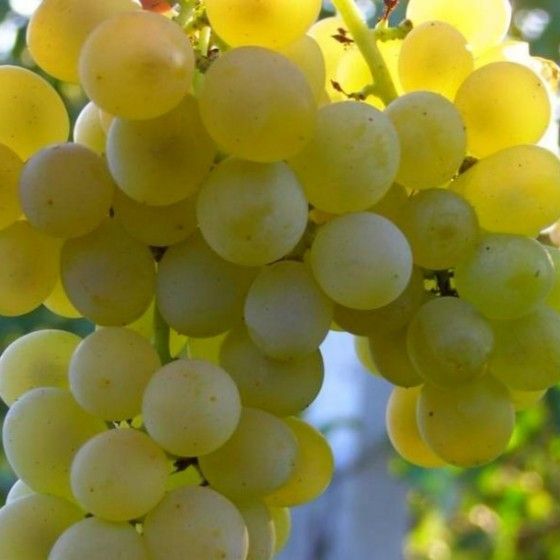 Виноград Московский устойчивый