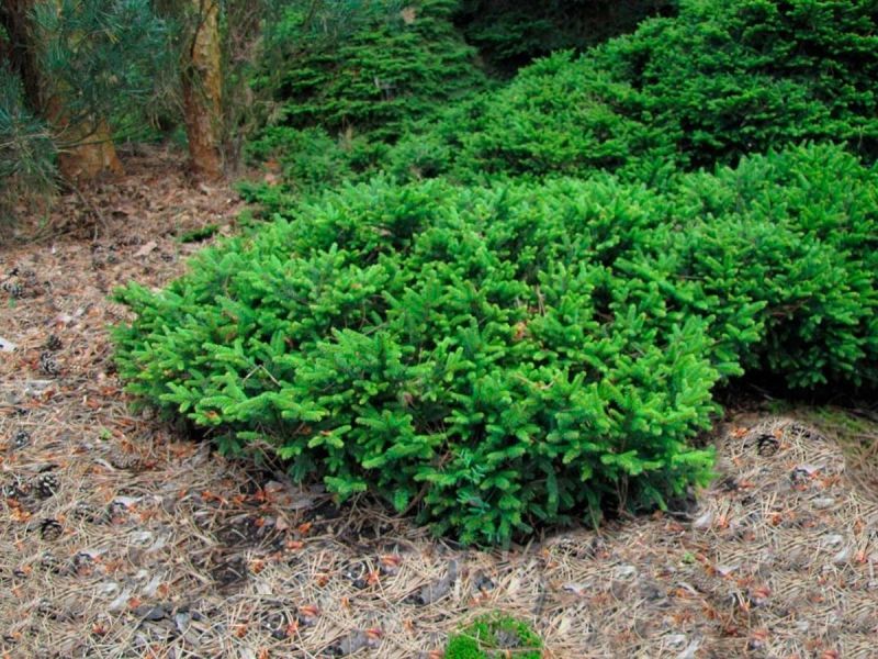 Ель обыкновенная Пумила Нигра